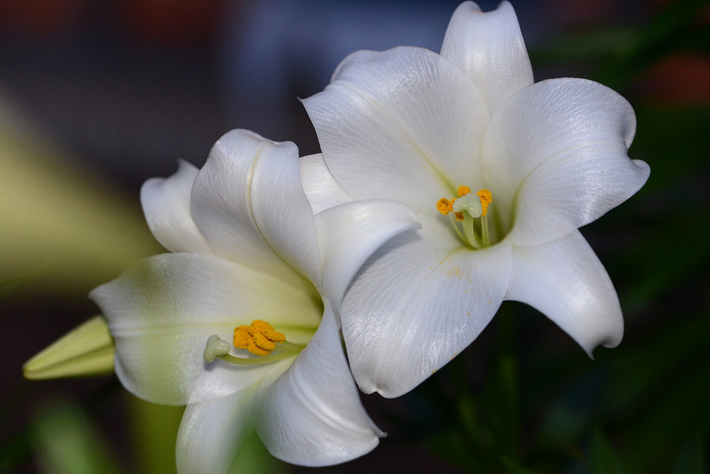 Christmas Lilies Another shot of the Christmas Lilies in m… Flickr