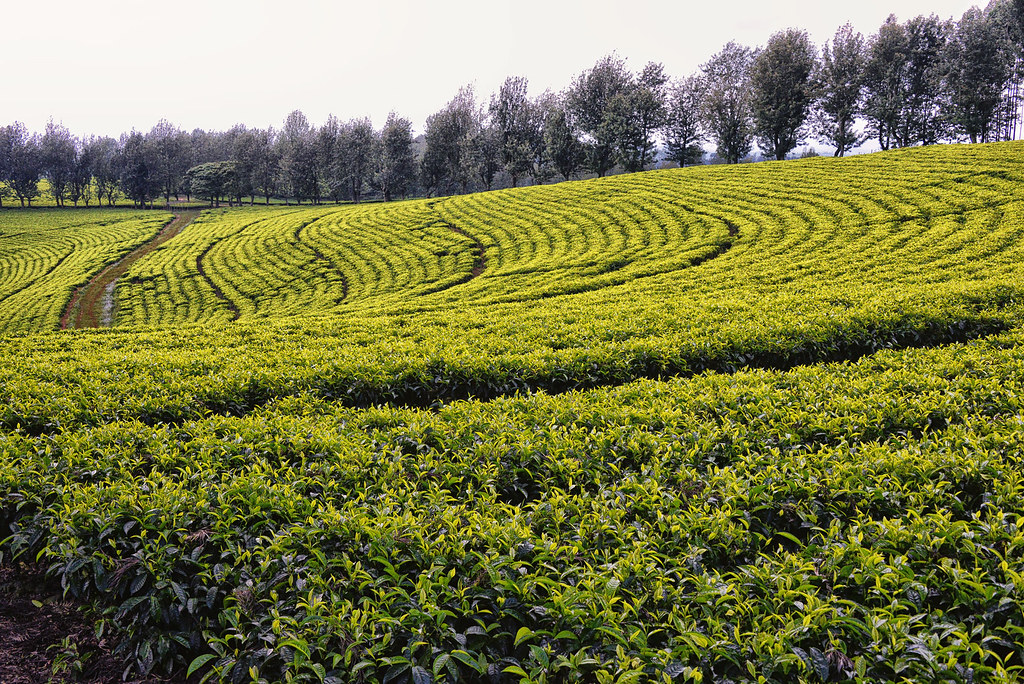 Tea Fields, Ethiopia Rod Waddington Flickr