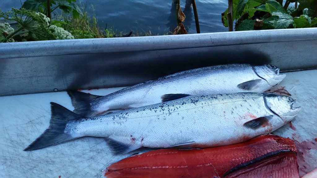 Fishing in Soldotna Alaska Jeff Mendelsohn Flickr