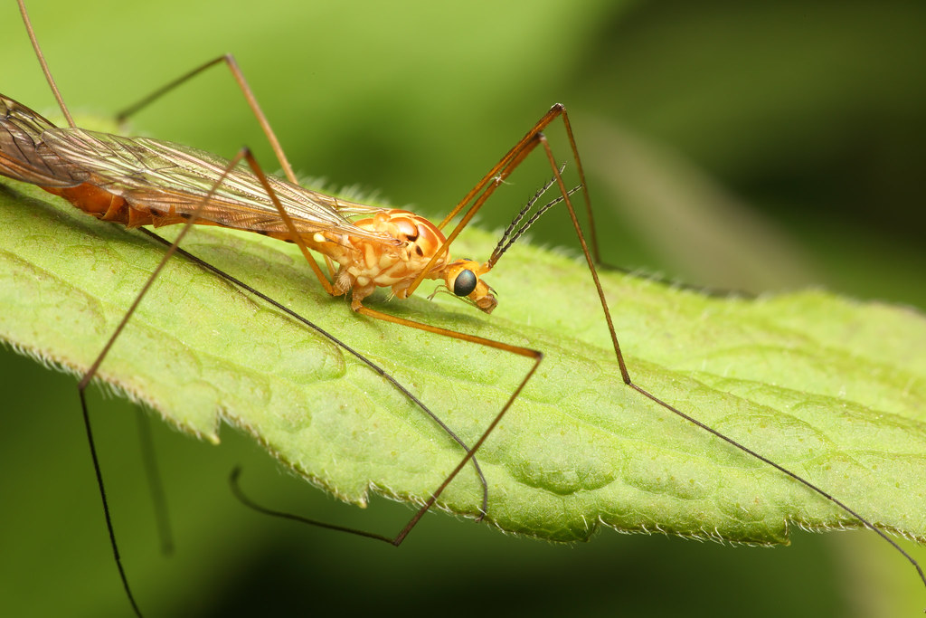 Tiger Crane Fly [Nephrotoma sp.] (Female) MVers Flickr