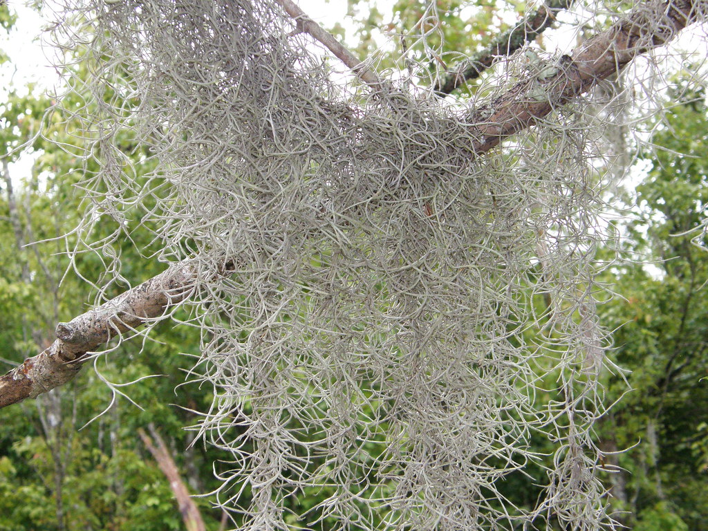 "Spanish moss" Tillandsia usneoides Bromeliaceae Rafael Medina Flickr