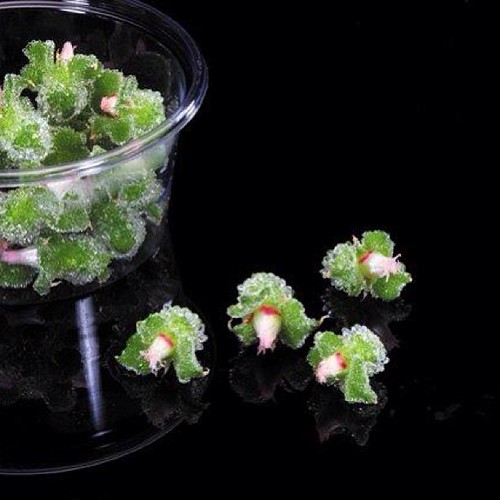 Meet the BlinQ Blossom! The newest edible flower from kop… Flickr