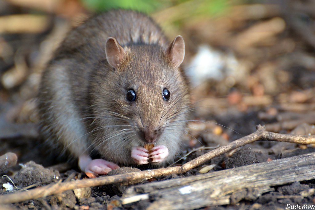 Brown Rat Kensington Gardens Lee Cohen Flickr