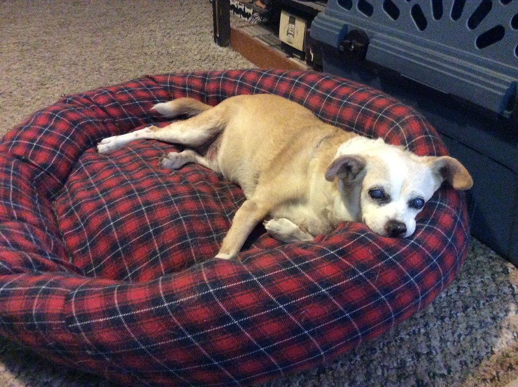 PET SITTING/BOARDING Flickr