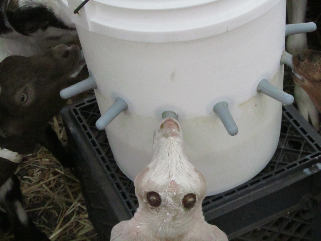 Goat feeding A multinipple goat feeding apparatus. Goats … Flickr