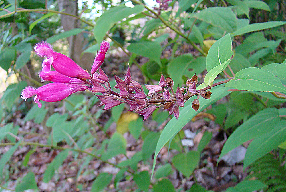 Salvia involucrata, the Rose Leaf Sage Native to the mount… Flickr