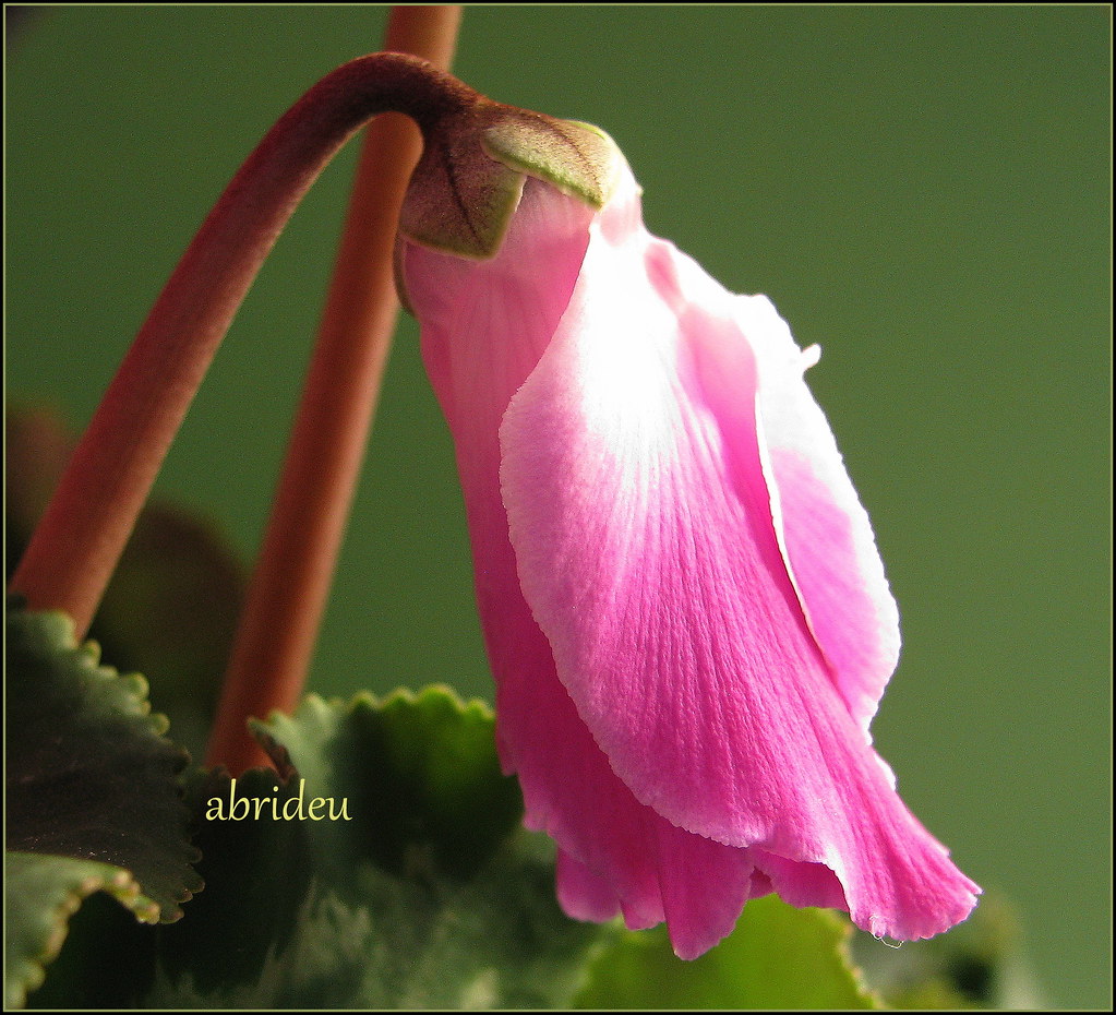 Cyclamen Bud 423 Explored 24 Nov 2013 View Awards Count… abrideu