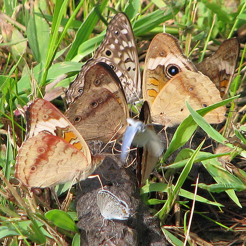 a butterfly party on coyote poop 5 Common Buckeyes (showin… Flickr