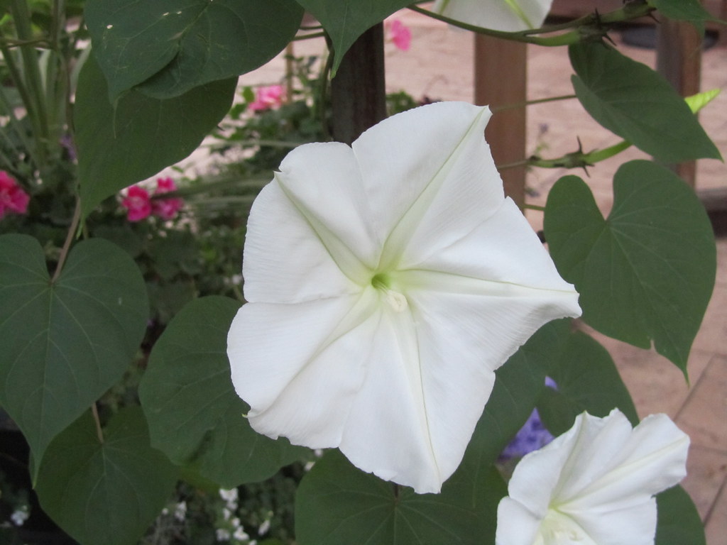 Moon Flower JP Newell Flickr