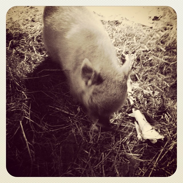 potbelly baby urbanfarm atx drea peters Flickr