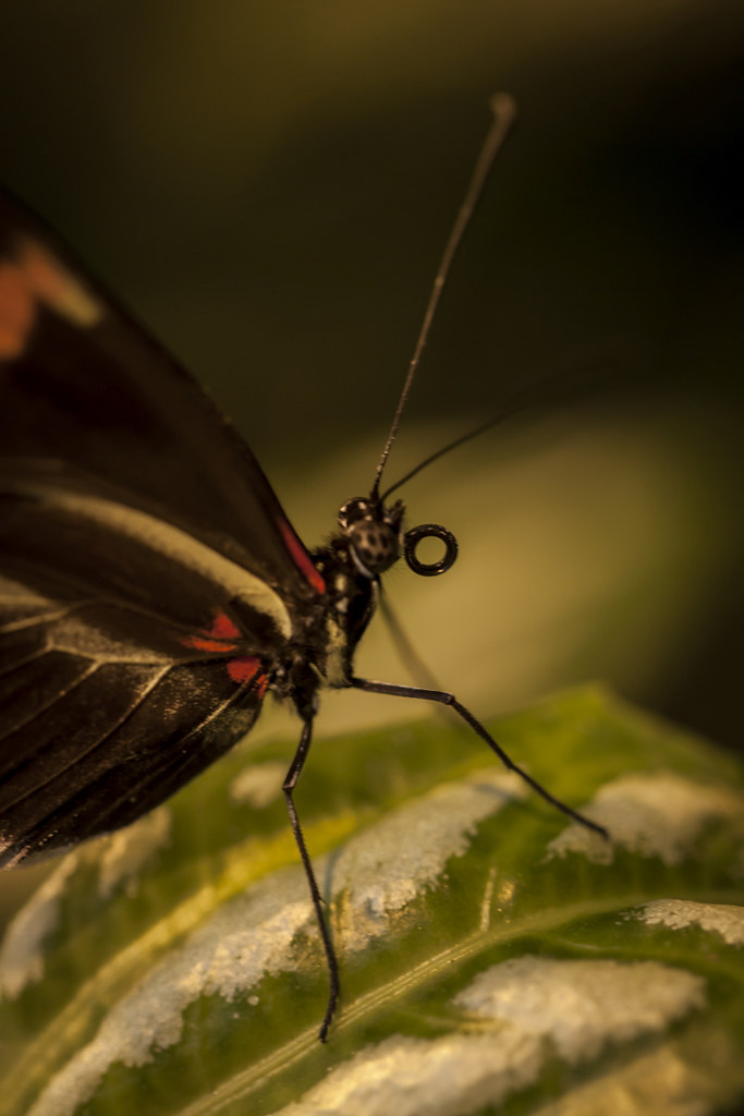 EPS_1311_BOTANIAN147 The botanical garden called Botania … Flickr