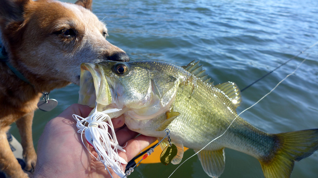 Kayak fishing the Colorado River Patrick Lewis Flickr