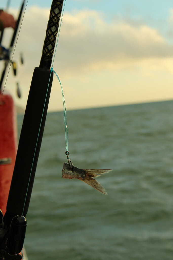 Fishing Wellington Harbour EmilyKemp Flickr