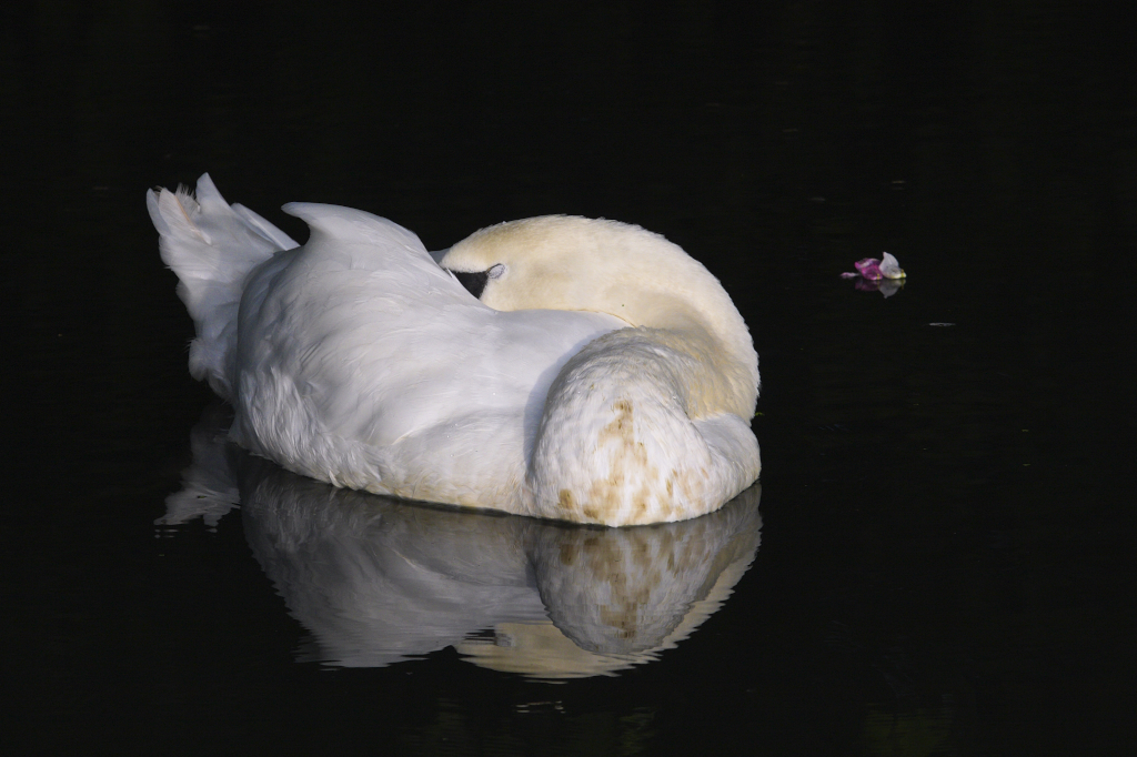 At Peace Mute Swan on the Wey Navigation near Send. Jonathan