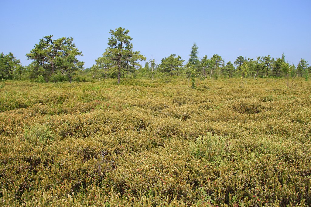 Maquam Bog Maquam Bog at Missisquoi National Wildlife Refu… Flickr