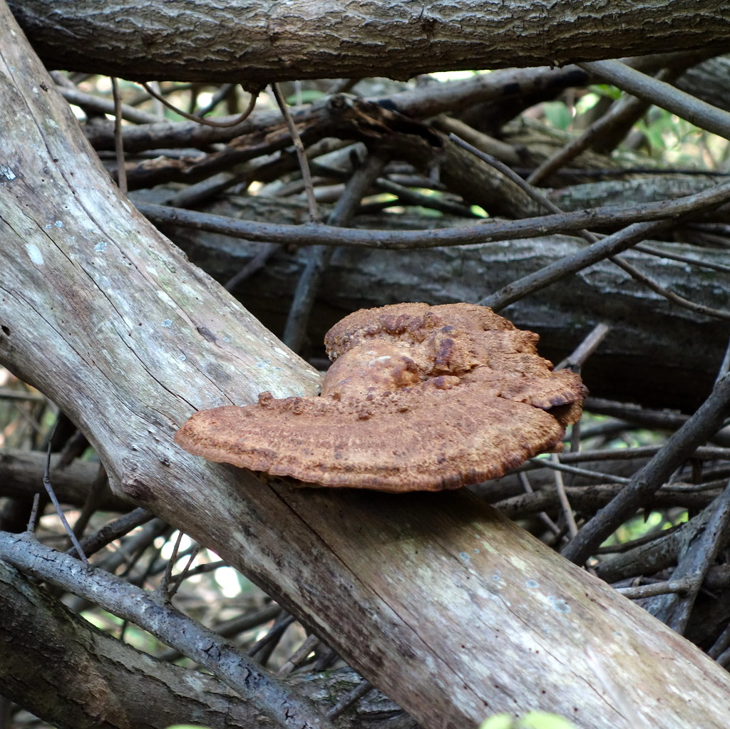 Fleshy, woodrotting fungi of Hawaii Location Oahu