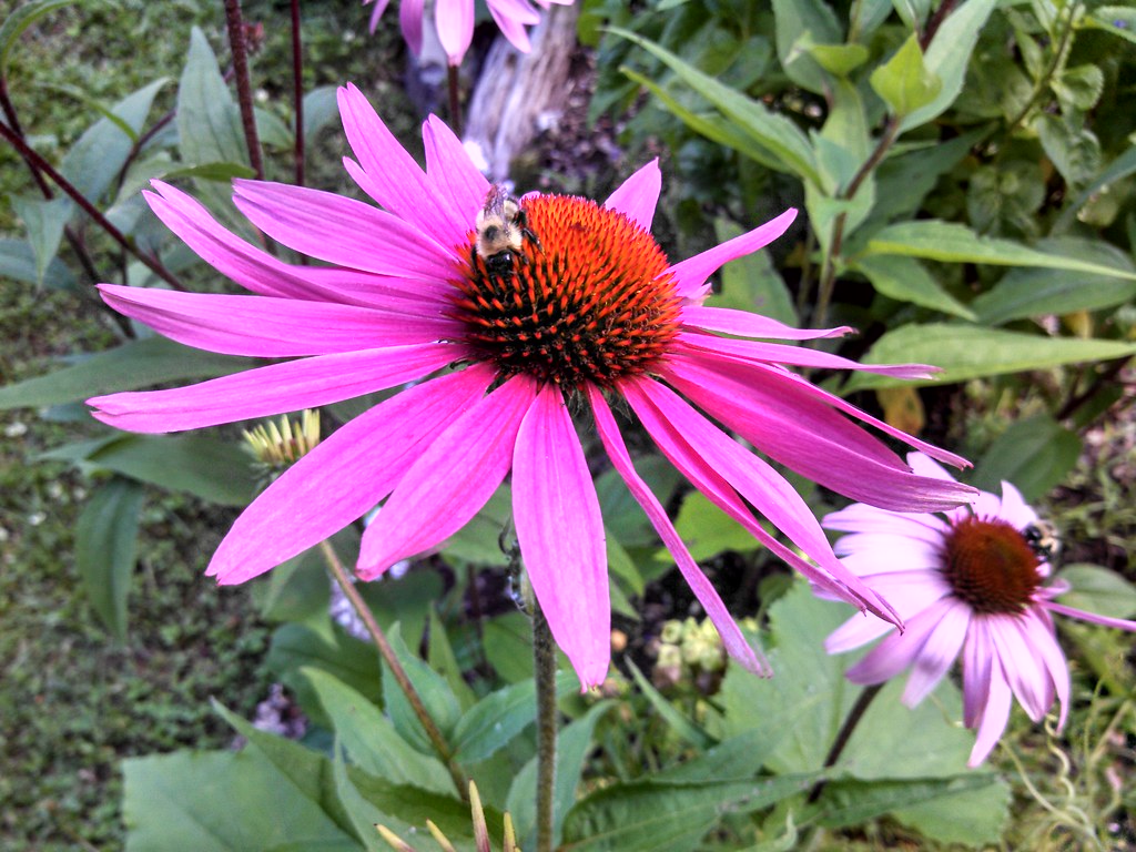 Purple conflowers Purple coneflowers flourished in Maine t… Heather