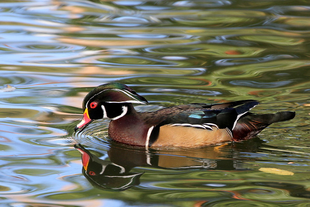 Wood Duck A Wood Duck at the duck pond in Trinity Park in … Flickr