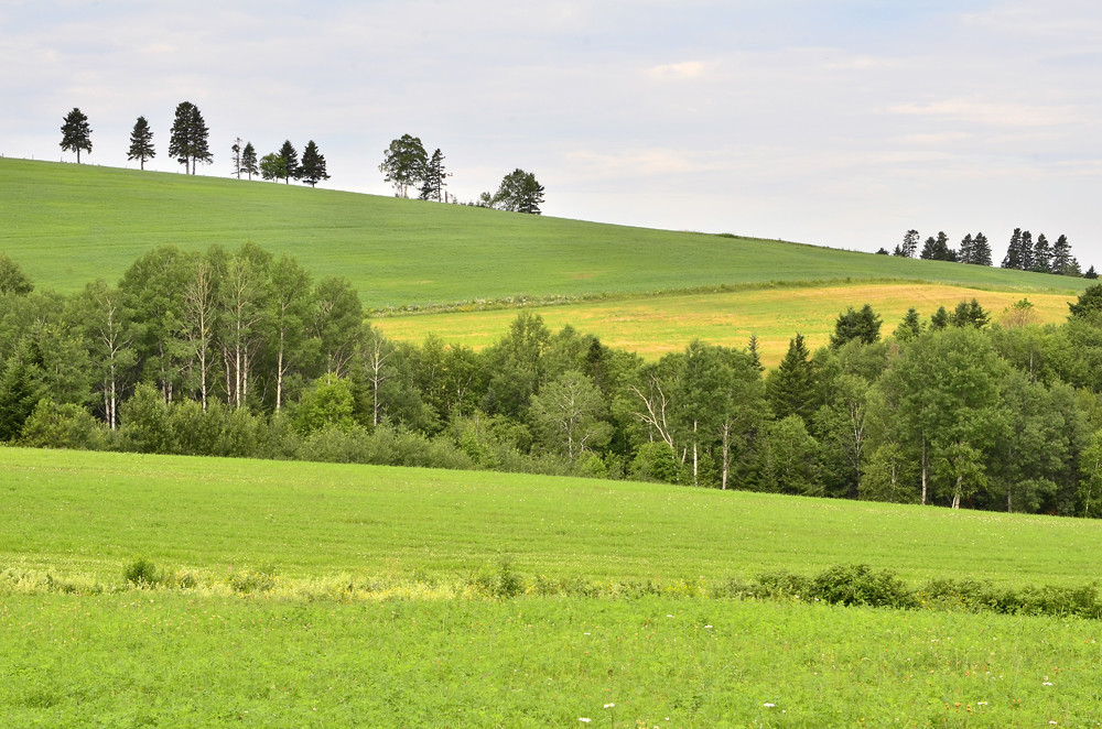 SainteAngèle de Mérici champ en culture Gaétan Lefebvre Flickr