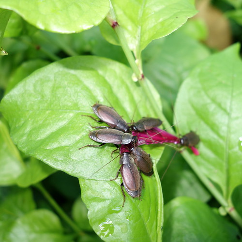 Pacific beetle roaches (Diploptera punctata) feeding on fa… Flickr