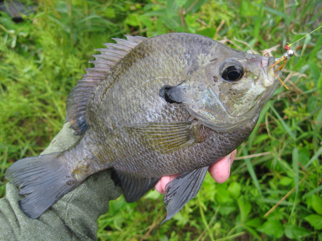 Coppernose BLuegill Courtesy of Jim Gronaw Maryland Fisheries