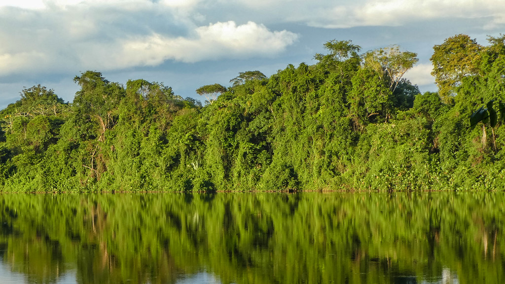 Suriname River A view of the Suriname River from the shore… Flickr