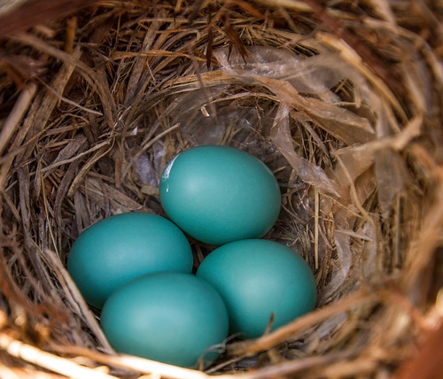 Bluebird eggs Four little blue eggs, laid by my backyard E… Flickr