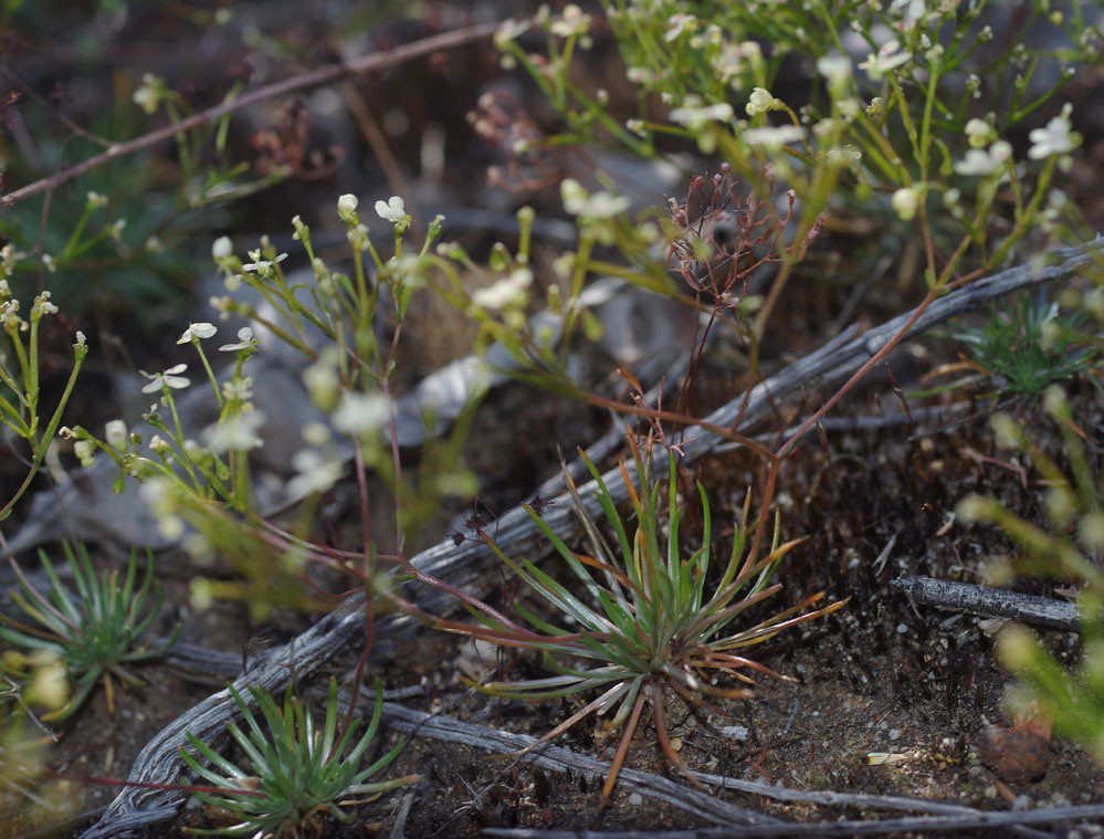 Stylidium divaricatum, Blue Rock, near Jarrahdale, near Pe… Flickr
