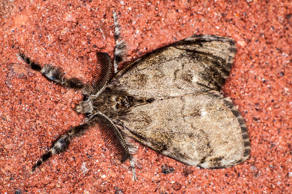 Cold Moth Spotted it on the front of my house. Since it go… Flickr