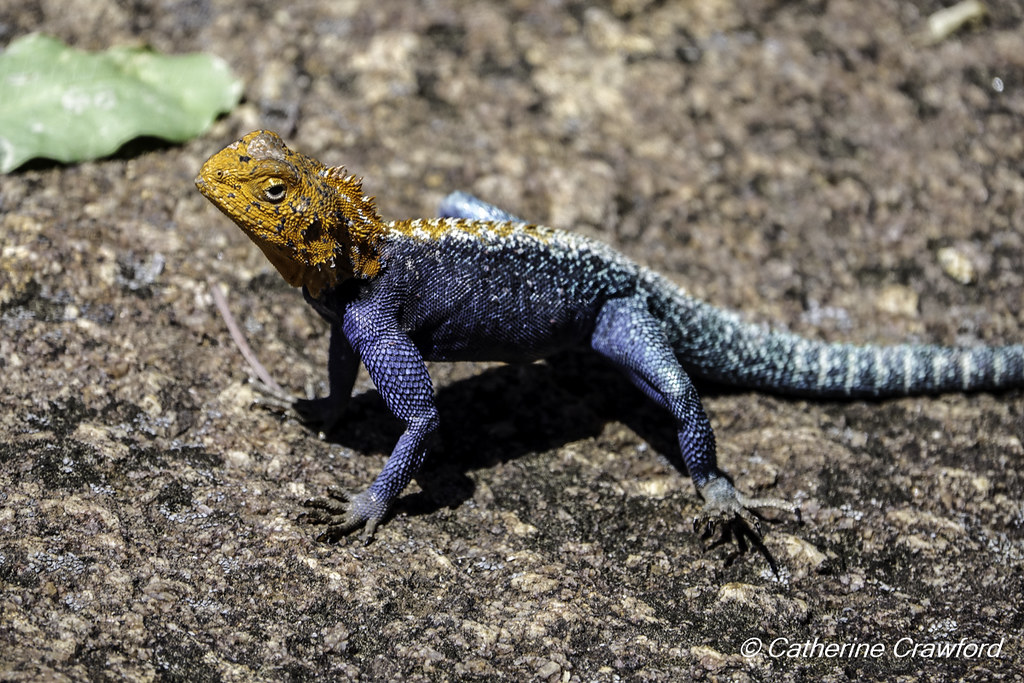 Orange Headed Agama Lizard (Agama agama) Matobo National