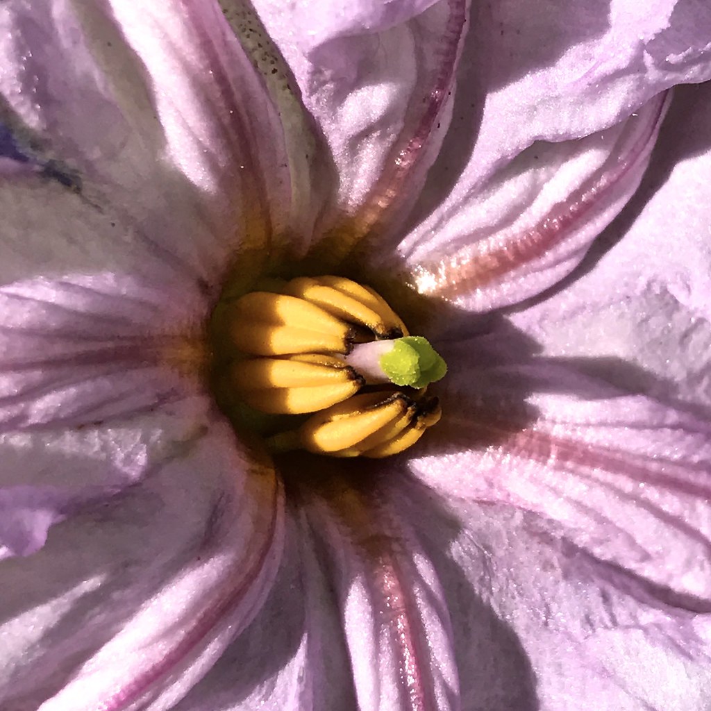 Black Beauty Eggplant Flower Macro IMG_3530 Version 4 Chic Bee Flickr