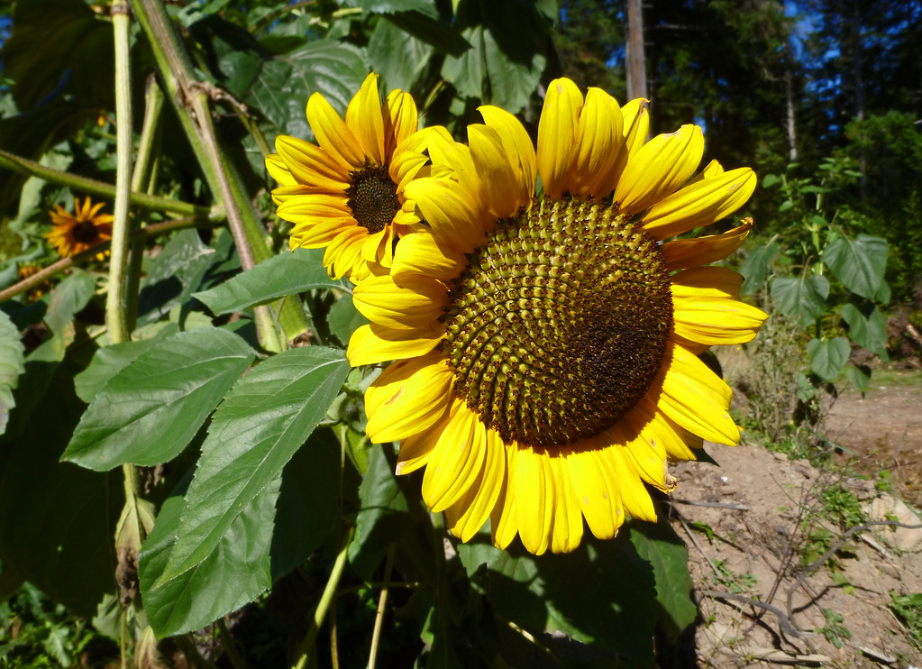 wild sunflowers growing from a dirt pile marneejill Flickr