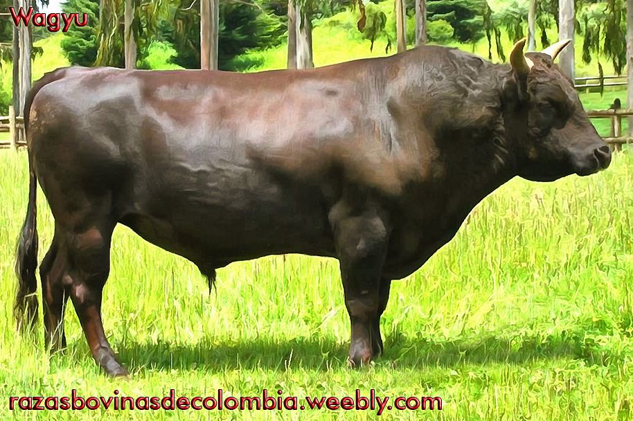 Wagyu 17 La raza Wagyu Wagyu ('Wa' significa japonés y 'gy… Flickr