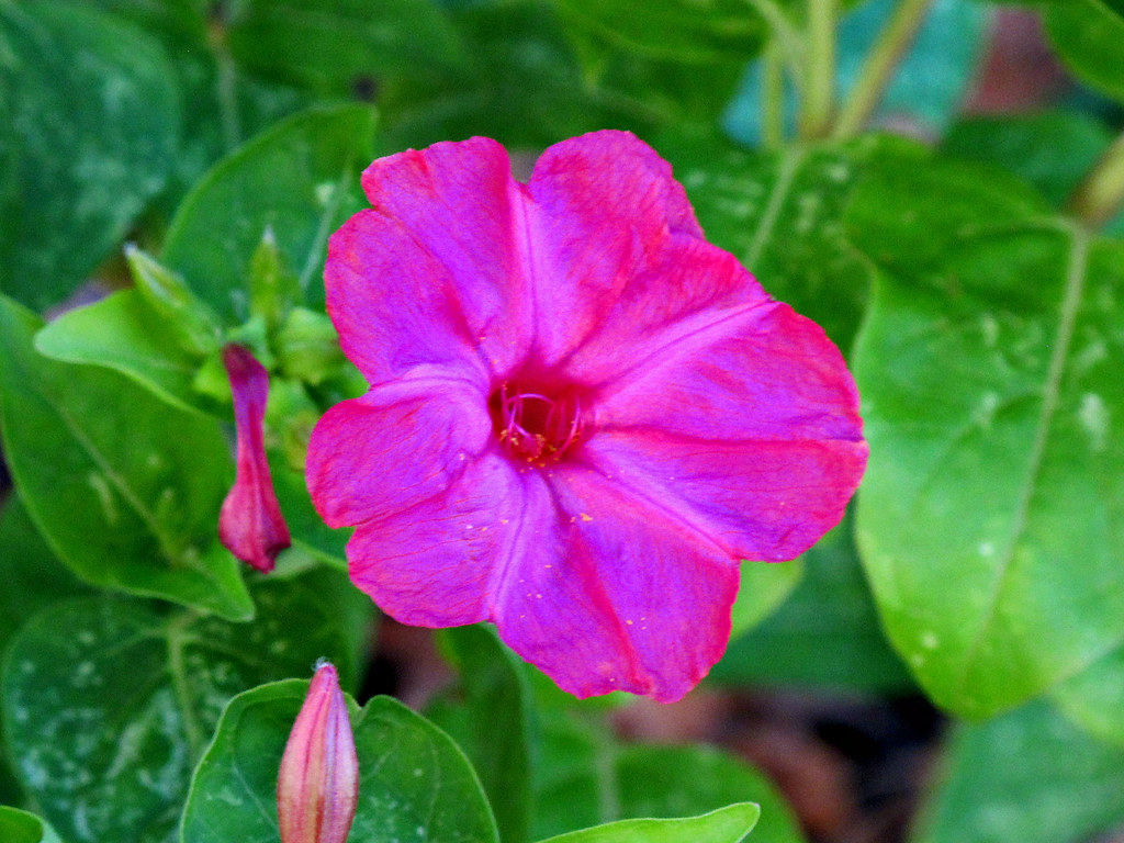 Kentlands, Flower IMG_0181 Kentlands Flowers, Gaithersburg… Flickr