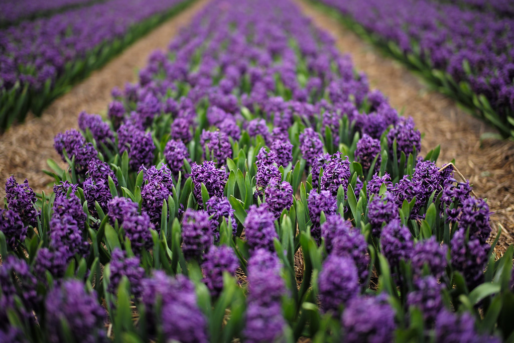 Purple Hyacinths Near Lisse, Holland. R Boed Flickr