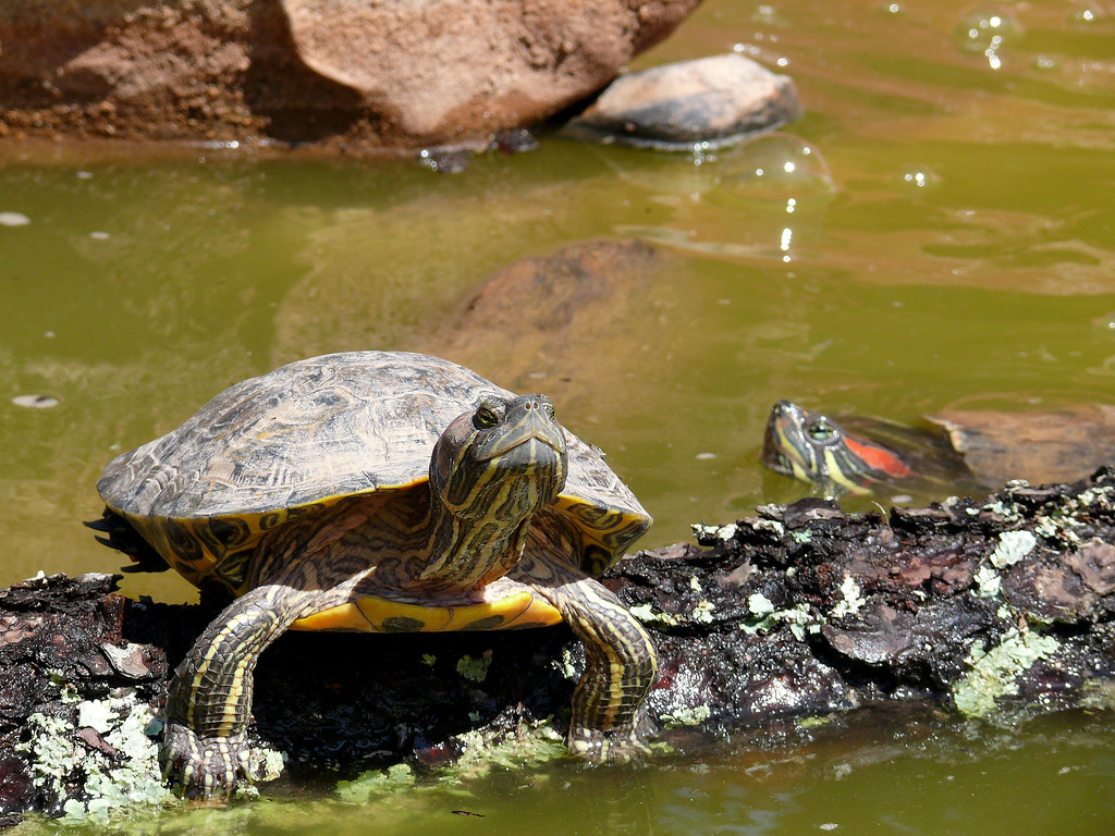 Trachemys scripta elegans, la Tortue de Floride
