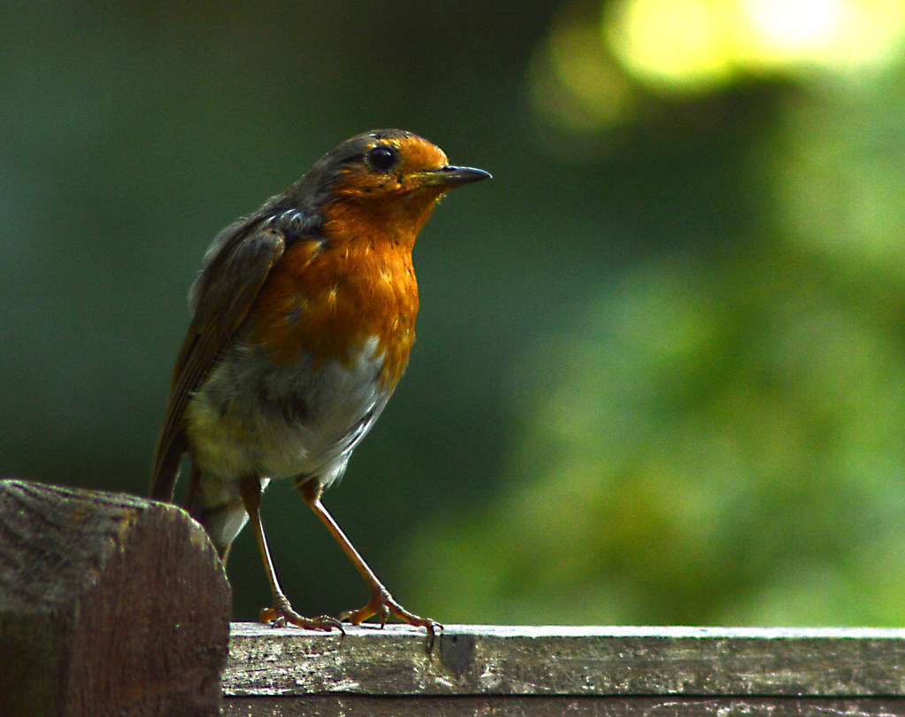 robin taken in my garden early morning (scaldwell). The UK… Flickr