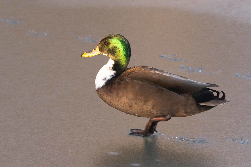 Bibbed Mallard / Duclair Duck A visiting male mallard with… Flickr