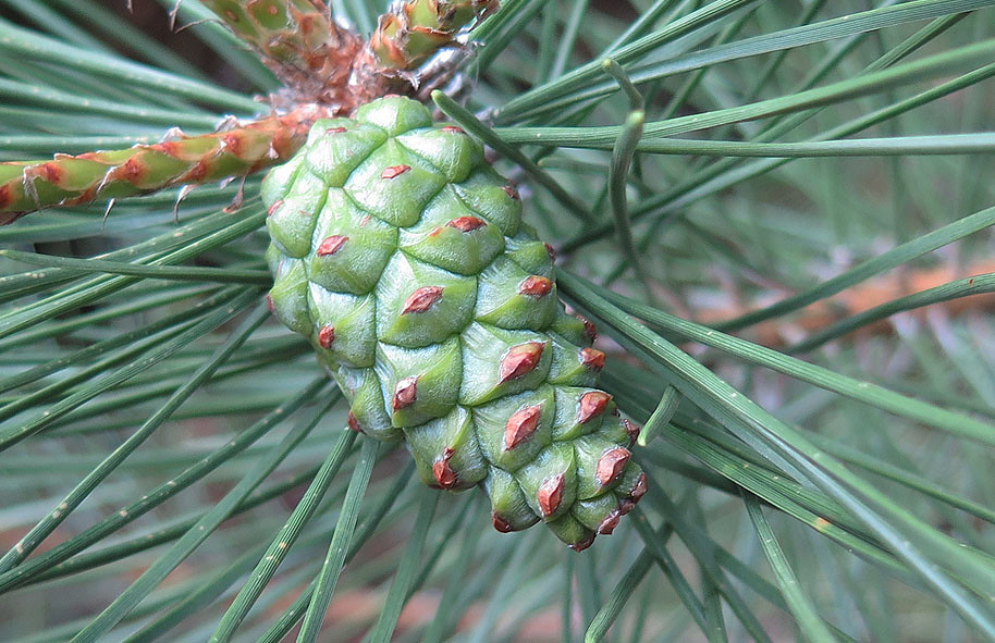 Japanese Black Pine Cone Forming on our Japanese Black Pin… Flickr