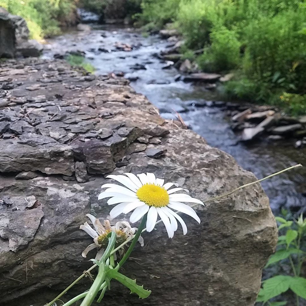 Trout Creek NY Allison Dow Flickr