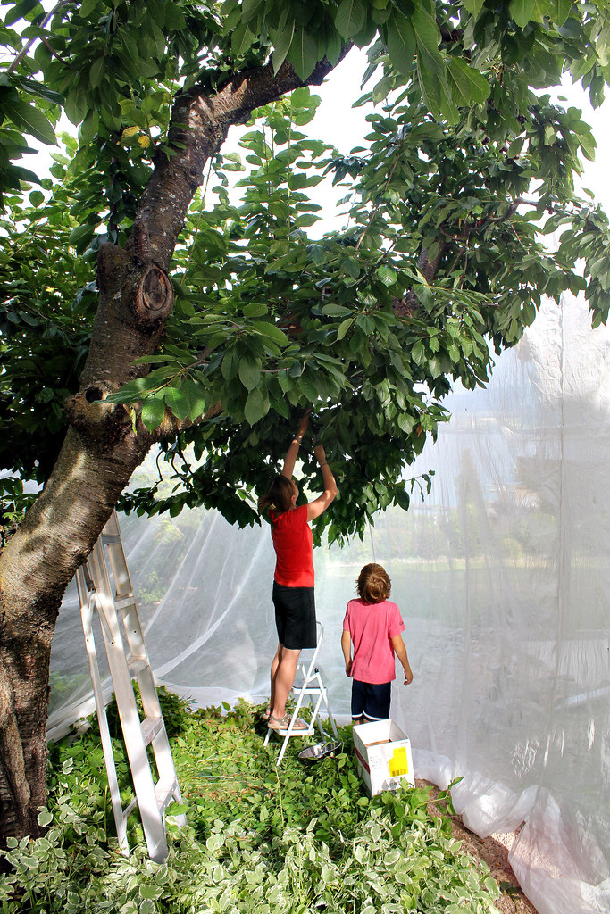 Under The Cherry Net Picking cherries in Kelowna BC. Jeff Day Flickr
