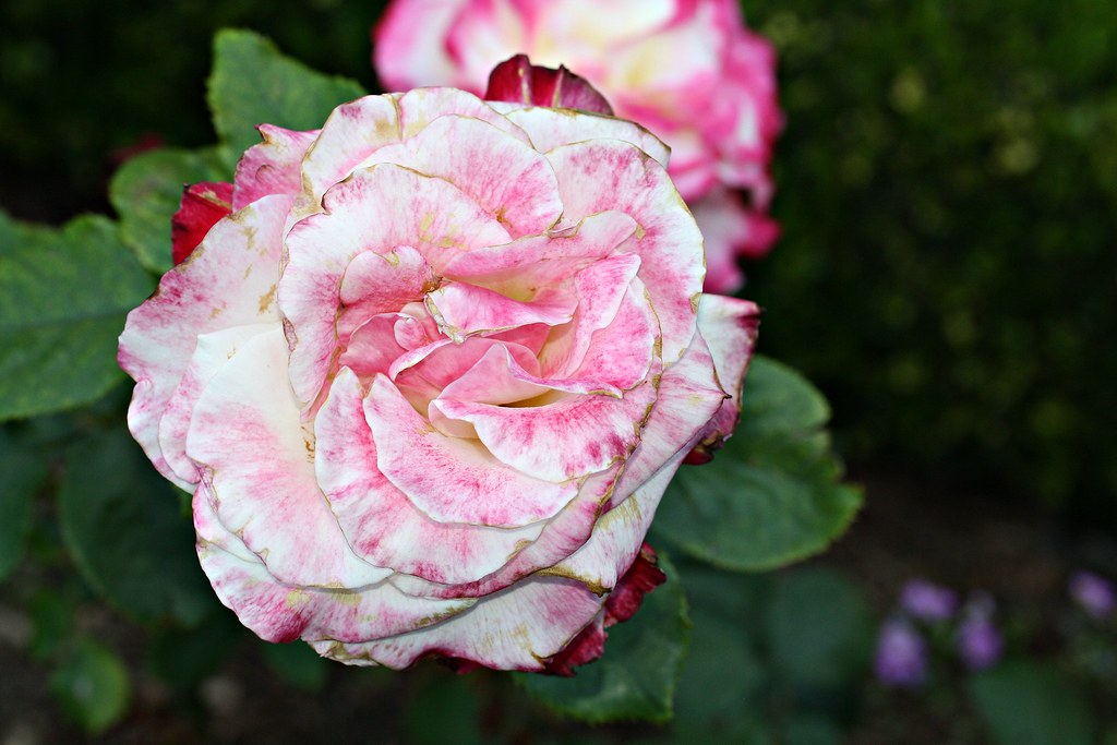 2013 Roses of the Royal Botanic Gardens ,Sydney 2 Flickr