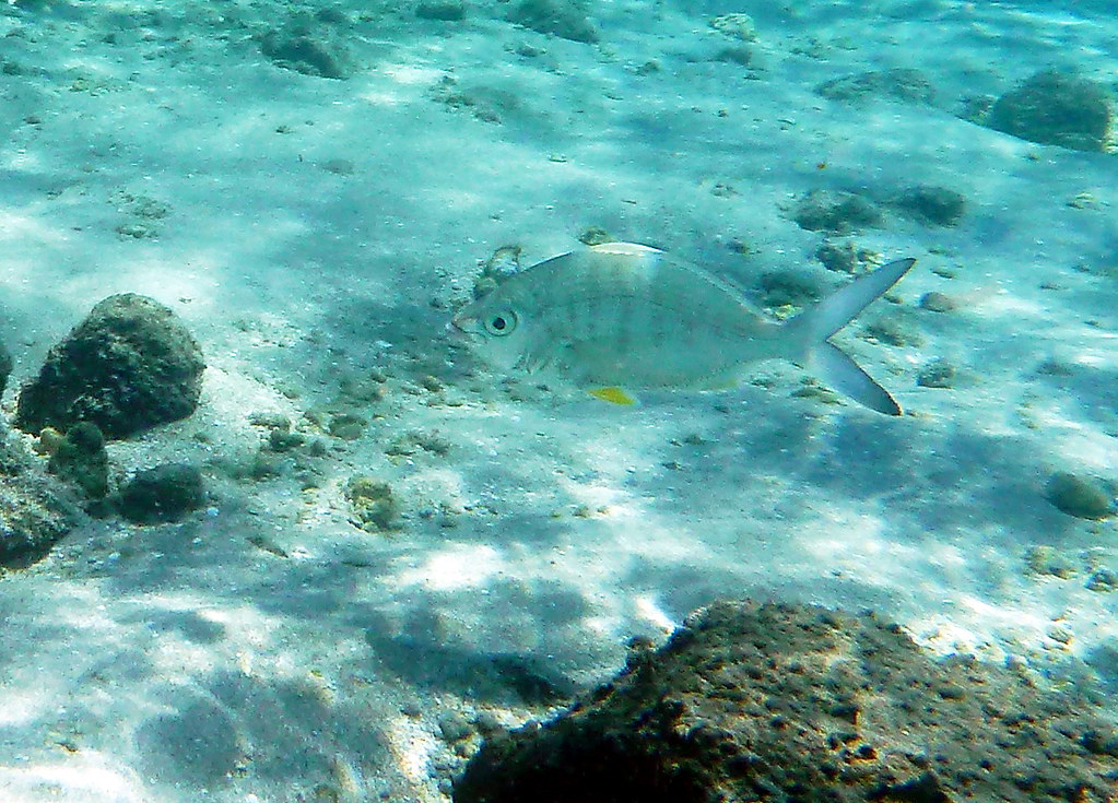 yellowfin majorra peanut island, florida james w knox Flickr
