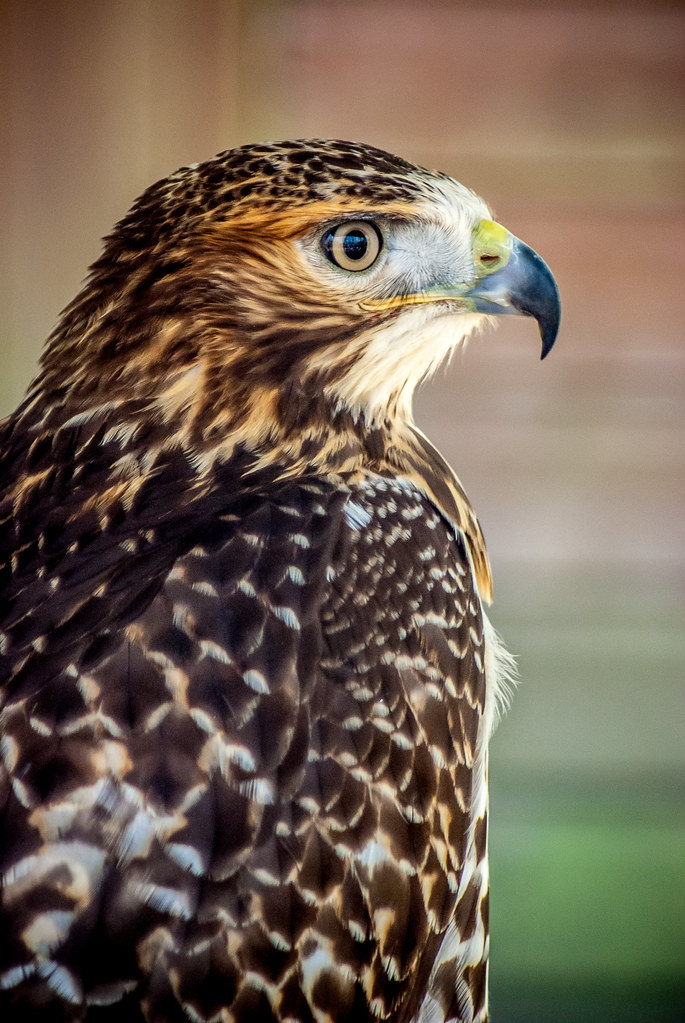 Rutland Falconry and Owl Centre Flickr