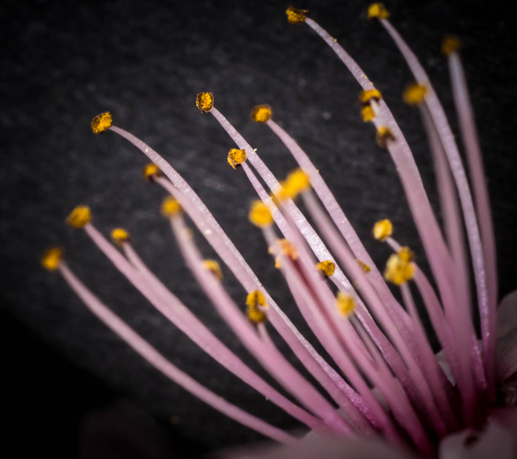 cherry blossom stems from the garden Rob Furlong Flickr