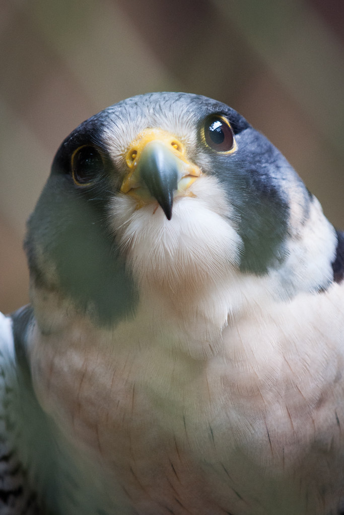 Rescue Peregrine Falcon Peregrine Falcon Carolina Raptor C… Flickr