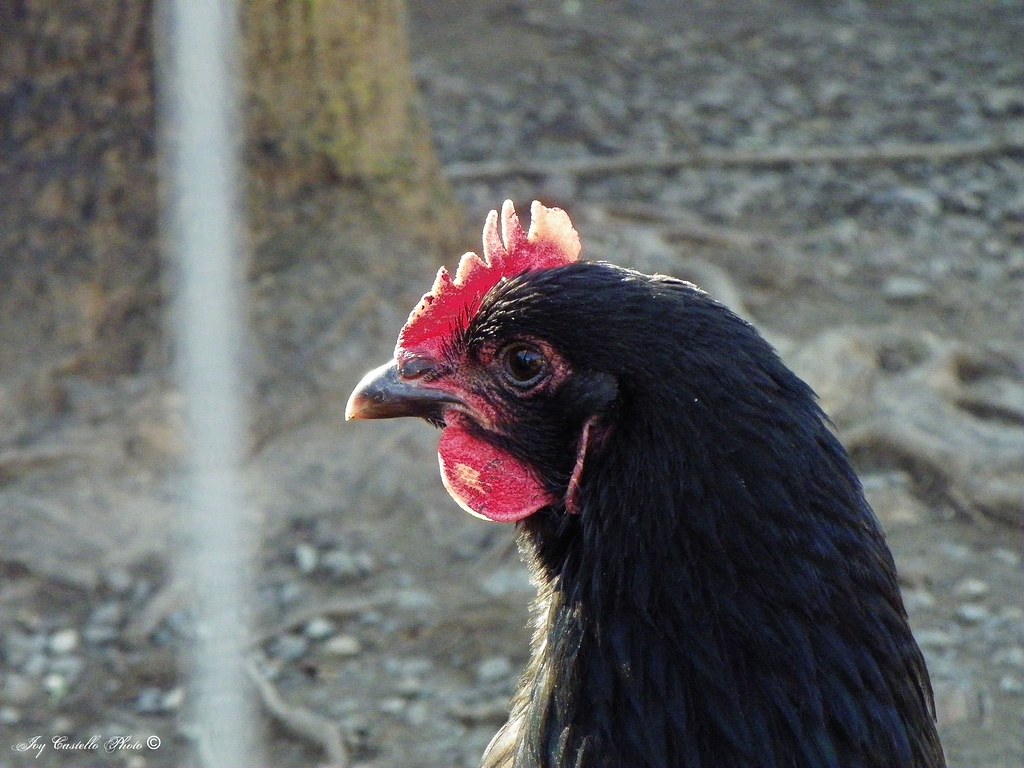 Chickens at Pappy's Riverwalk Blairsville, Joy Castello