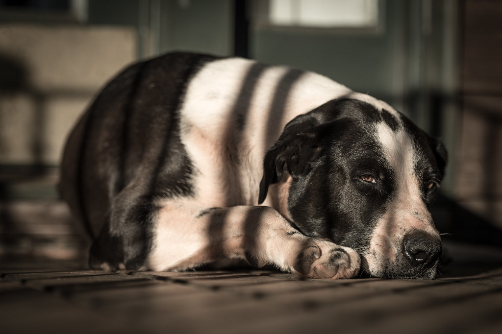 Porch Dog Porch Dog Pasley Farm Thomaston Upson Co… Flickr