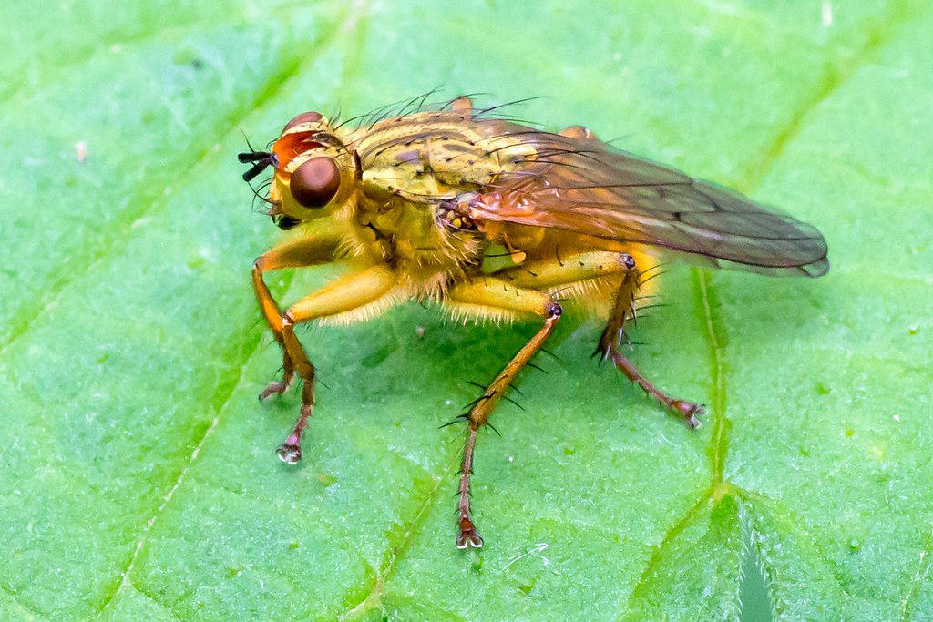 Common Yellow Dung Fly Scathophaga stercoraria. The adult … Flickr