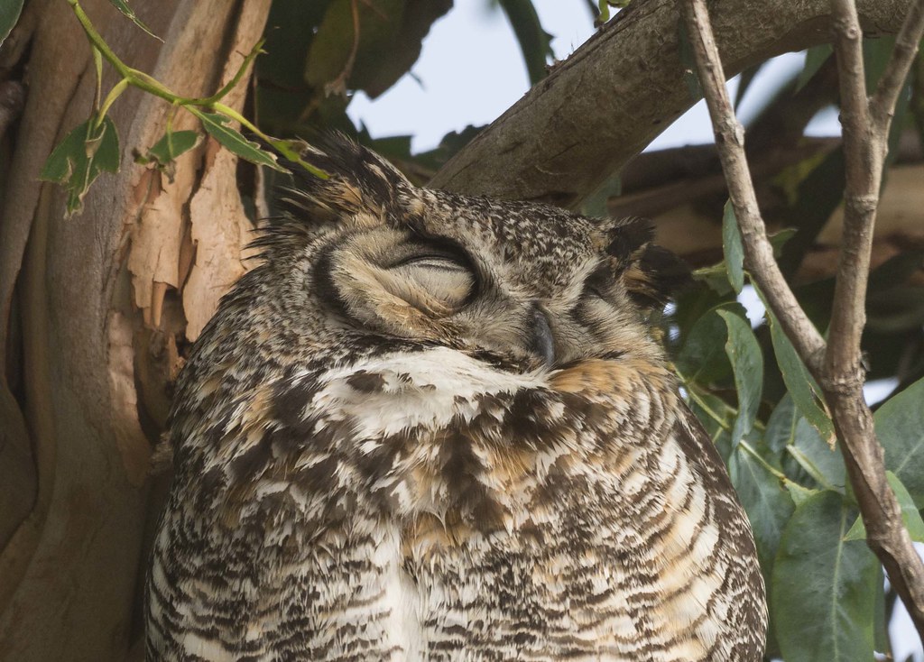 Great Horned Owl Sleeping, This one was along the lower